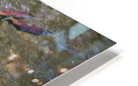 Wild Salmon Arrive to Spawn HD Metal print