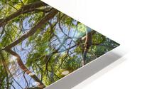 Under A Weeping Willow Tree HD Metal print