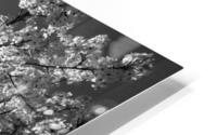 Glowing Blossoms HD Metal print