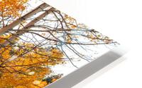 Yellow Aspen Trees HD Metal print