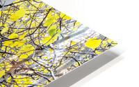 Aspen Tree Trunks HD Metal print