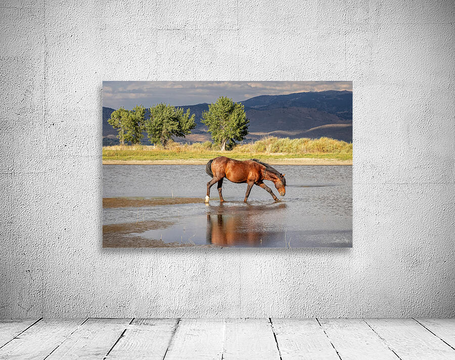 Wild Horse Reaching For Water Wall Preview
