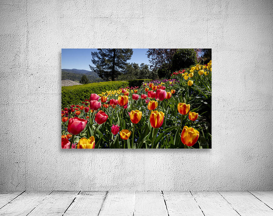 Tulip Garden Wall Preview