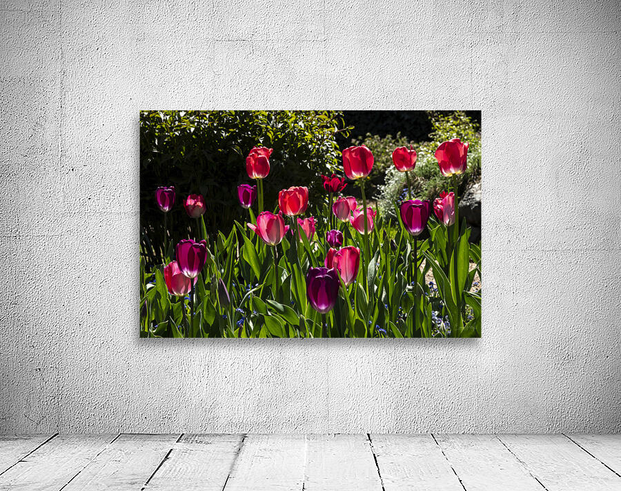 Glowing Tulips Wall Preview