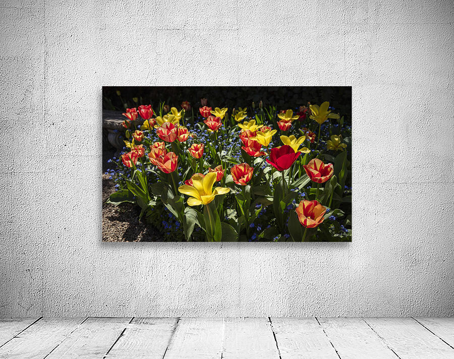 Tulip Flowers Wall Preview