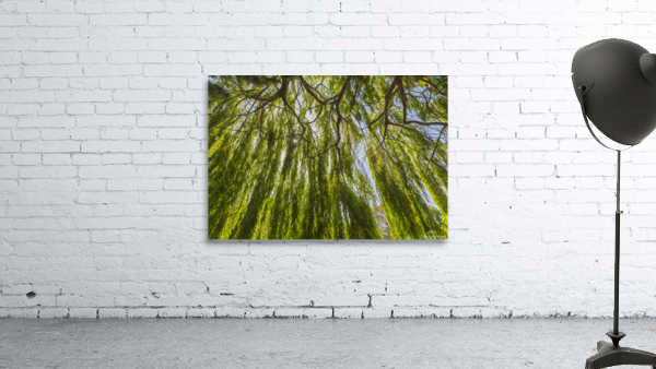 Under A Weeping Willow Tree Wall Preview