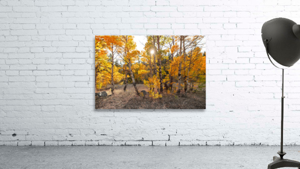 Yellow Aspen Trees Wall Preview