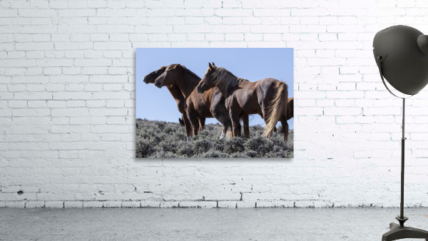 Wild Horse Lineup Wall Preview