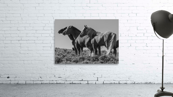 Wild Horse Lineup Wall Preview