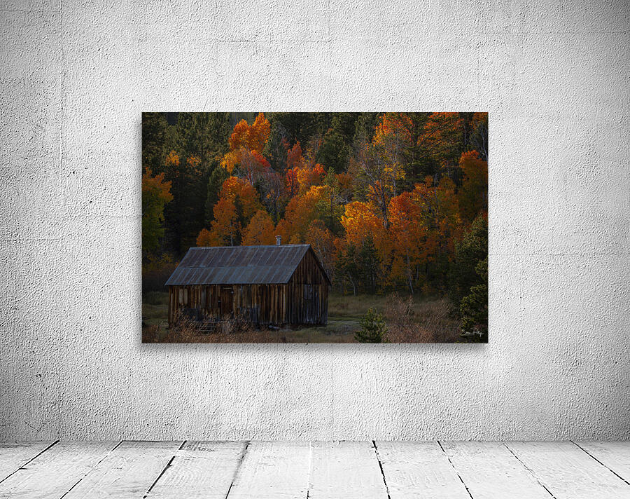 Trees and a Cabin Wall Preview
