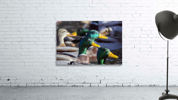 Mallard Ducks Close-Up Wall Preview