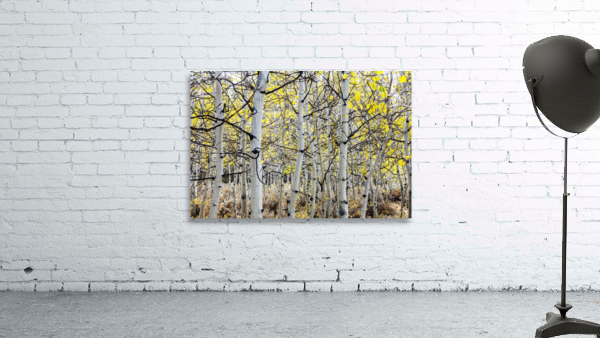 Aspen Tree Trunks Wall Preview