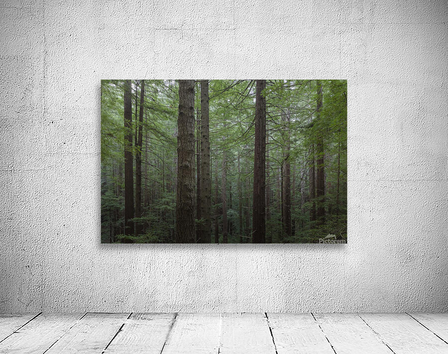Coastal Forest Trees Wall Preview