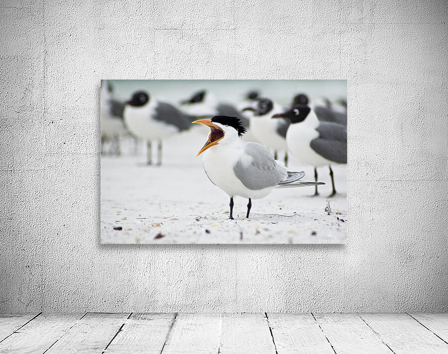 Stop Chirping at Me Wall Preview