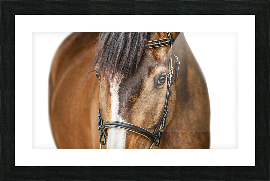 Horse Portrait White Background Picture Frame print