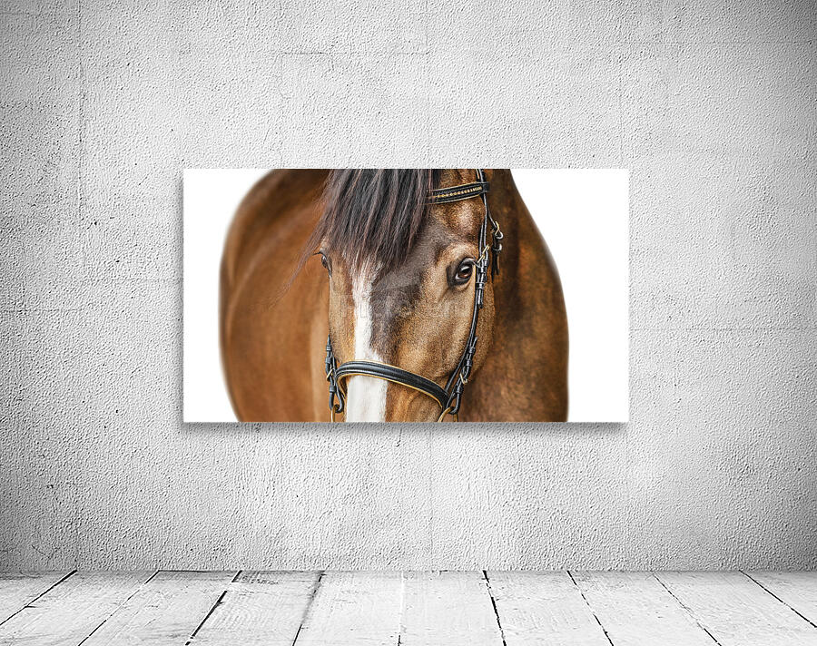 Horse Portrait White Background Wall Preview