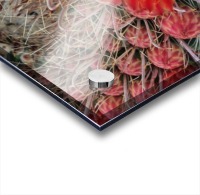 Blooming Barrel Cactus Acrylic print