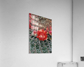 Blooming Barrel Cactus Acrylic Print