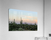Arizona Desert Acrylic Print