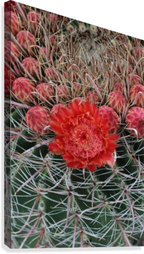 Blooming Barrel Cactus Canvas Print