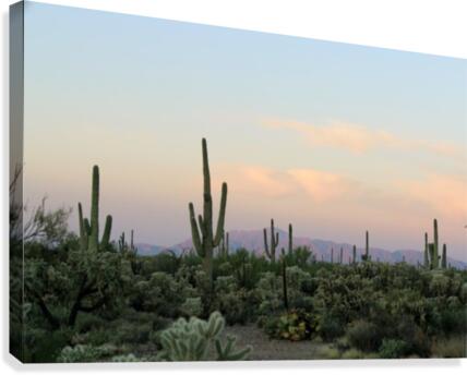 Arizona Desert Canvas Print