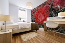 Blooming Barrel Cactus Mural print