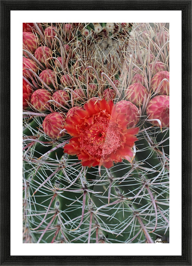 Blooming Barrel Cactus Picture Frame print