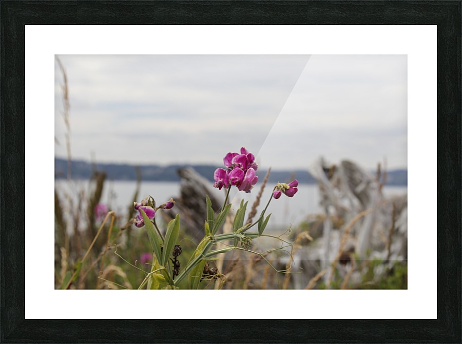 _MG_2618 Picture Frame print