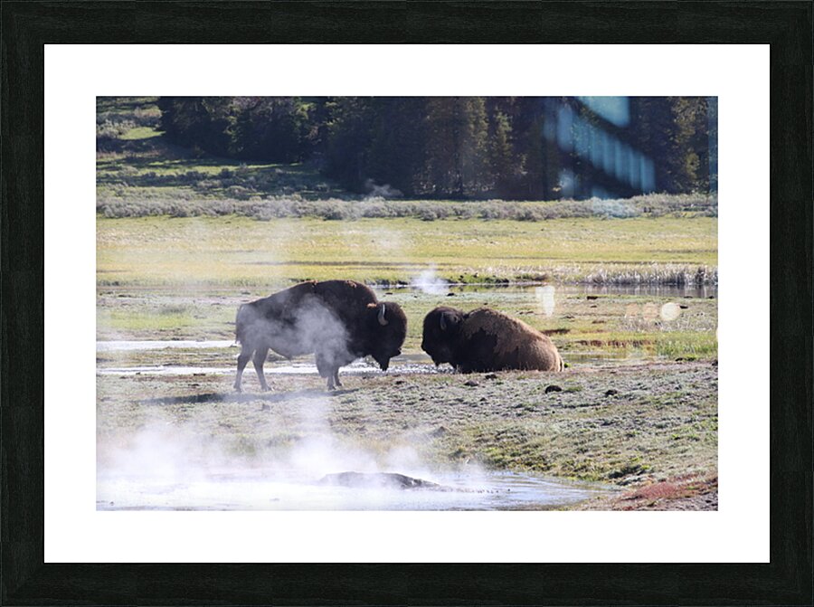 IMG 7910 Picture Frame print