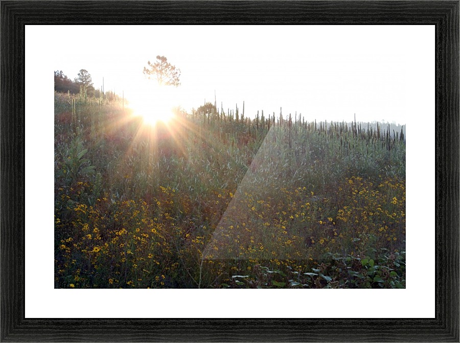 Misty Morning Picture Frame print