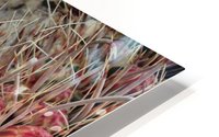 Blooming Barrel Cactus HD Metal print