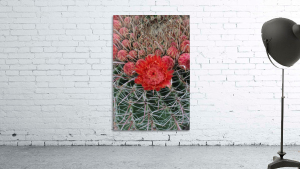 Blooming Barrel Cactus Wall Preview