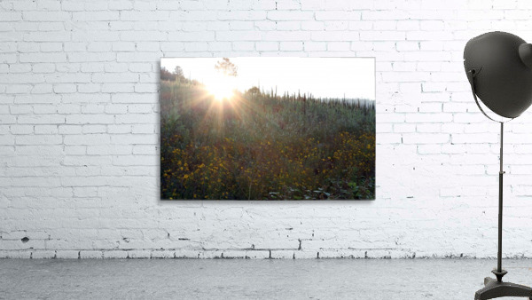 Misty Morning Wall Preview
