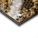 honeycomb with bees Acrylic print