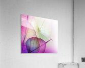Leaf desenho  micro Acrylic Print