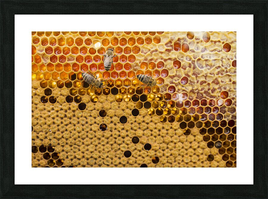top view honeycomb Picture Frame print