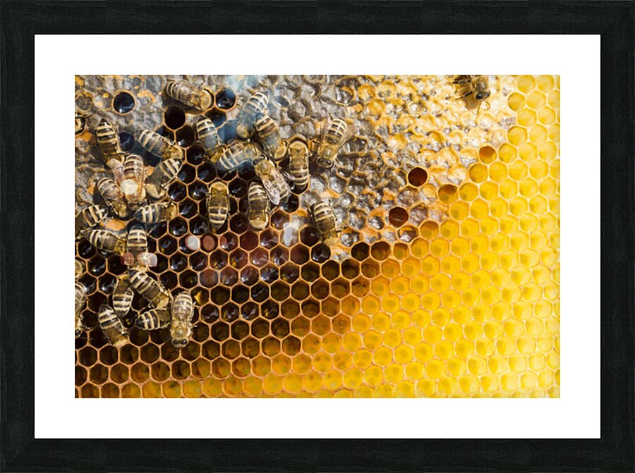 honeycomb with bees Picture Frame print