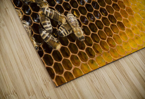 honeycomb with bees Hannah99 puzzle