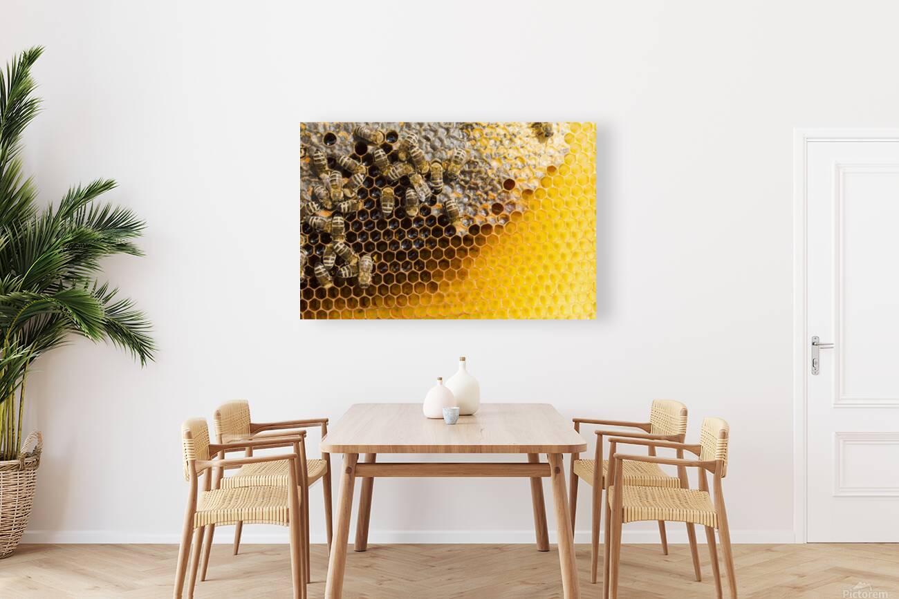 honeycomb with bees Reproduction