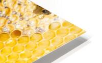 honeycomb with bees HD Metal print
