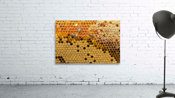 top view honeycomb Wall Preview