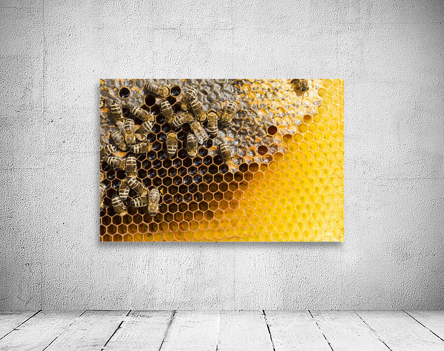 honeycomb with bees Wall Preview