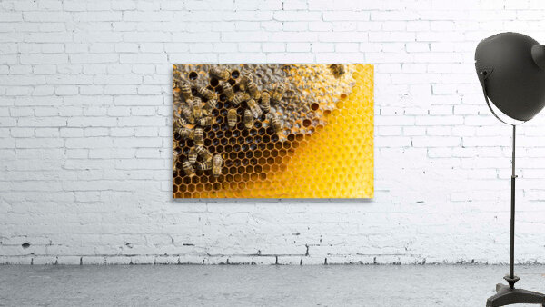 honeycomb with bees Wall Preview