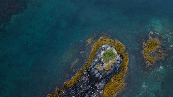 Bird view Digital Download