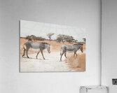 Two Grevys Zebras Crossing Path Acrylic Print