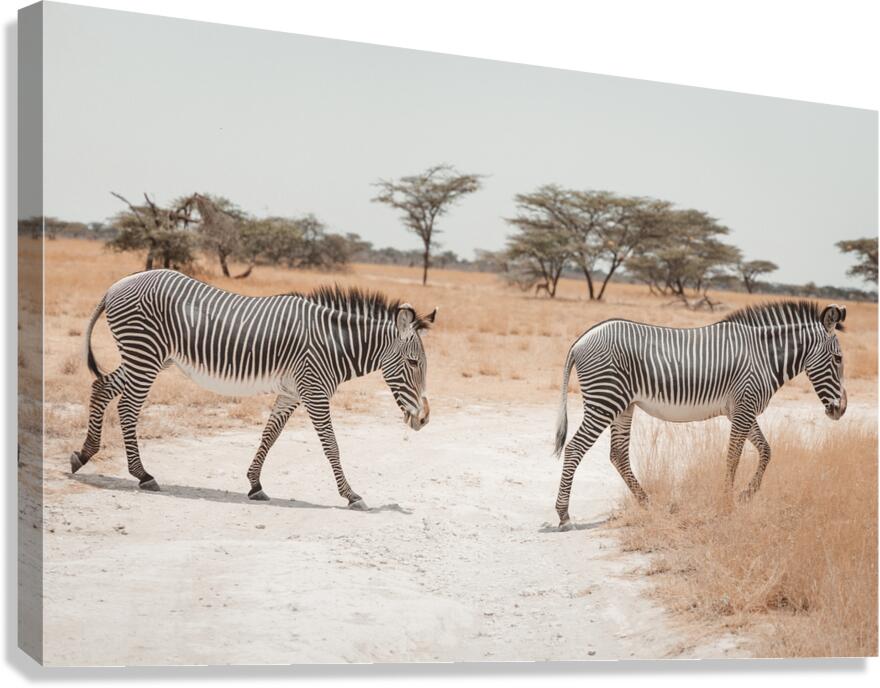 Two Grevys Zebras Crossing Path Canvas Print