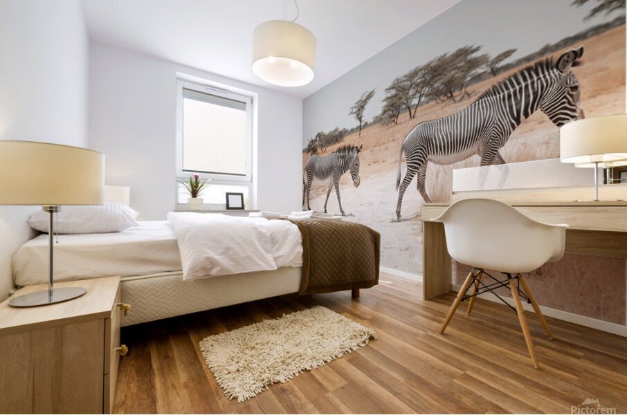 Two Grevys Zebras Crossing Path Mural print