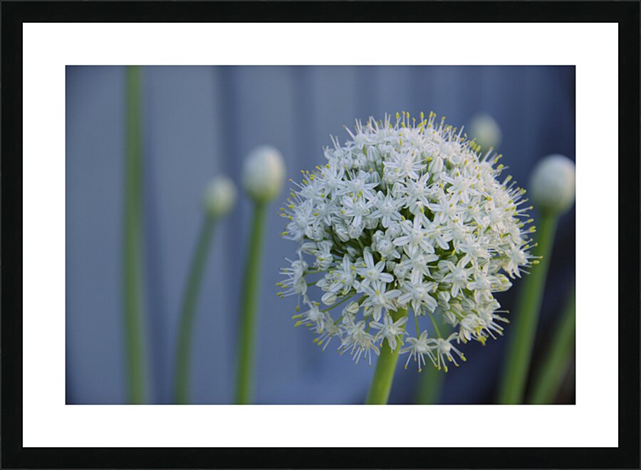 White Allium Bloom Close-Up Picture Frame print