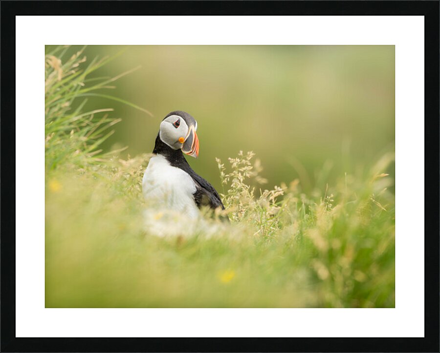  Fine Art print