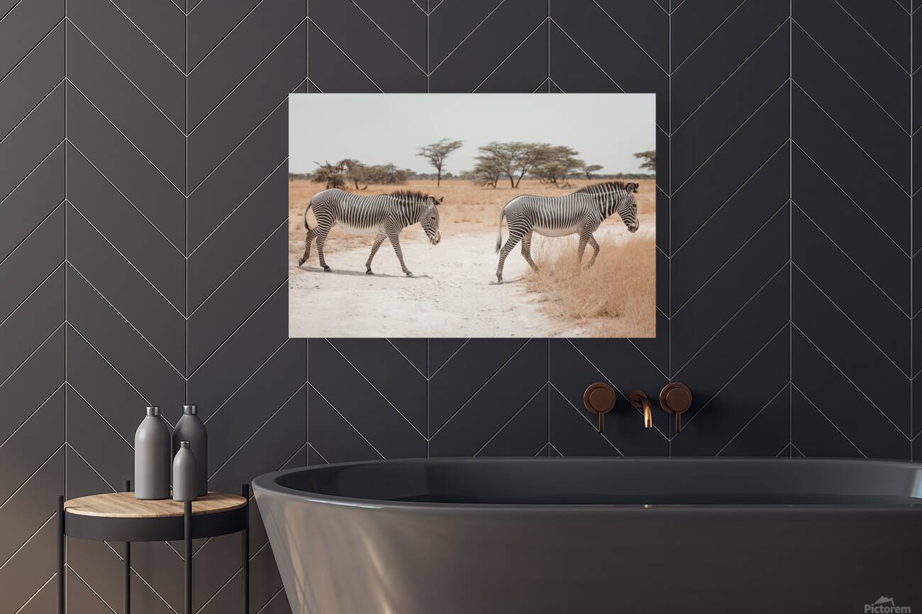 Two Grevys Zebras Crossing Path Reproduction